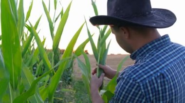 Mısır tarlasında çalışan çiftçi, mısır hasadını denetliyor. Mısır tarlasında şapkalı bir çiftçi