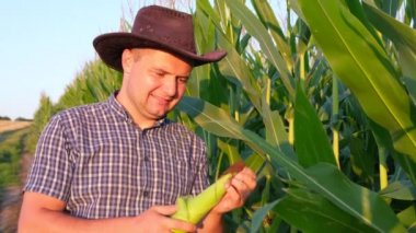 Tarım. Mısır tarlasında çalışan genç bir çiftçi mısır hasadını denetliyor. Agronomist