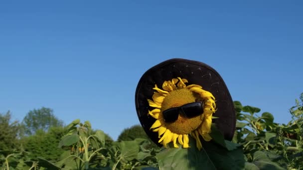 Piękny kwiat słonecznika w okularach przeciwsłonecznych pęka od wiatru — Wideo stockowe
