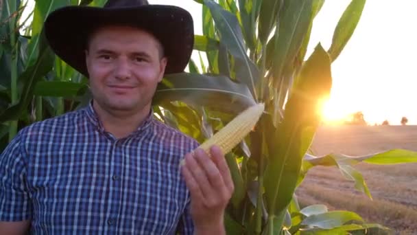 Plantacja kukurydzy. Rolnik sprawdza jakość i dojrzałość kukurydzy przed zbiorami. — Wideo stockowe
