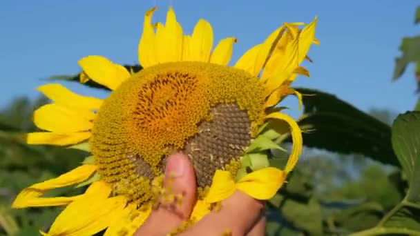 Een boer inspecteert zonnebloemen voor het oogstseizoen. Kredietverlening aan landbouwers voor economische activiteiten. — Stockvideo