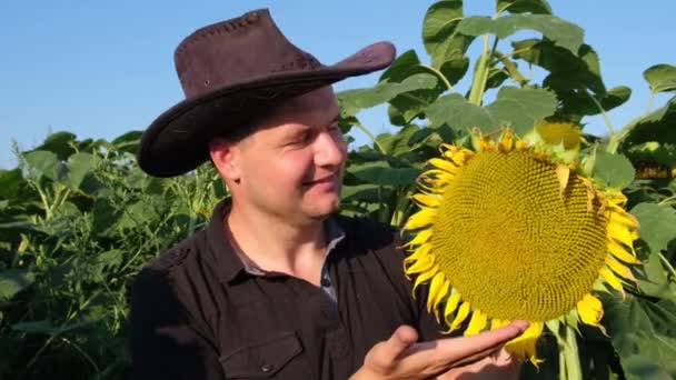 Rolnik sprawdza słoneczniki przed sezonem zbiorów. Kredyty dla rolników na prace gospodarcze. — Wideo stockowe