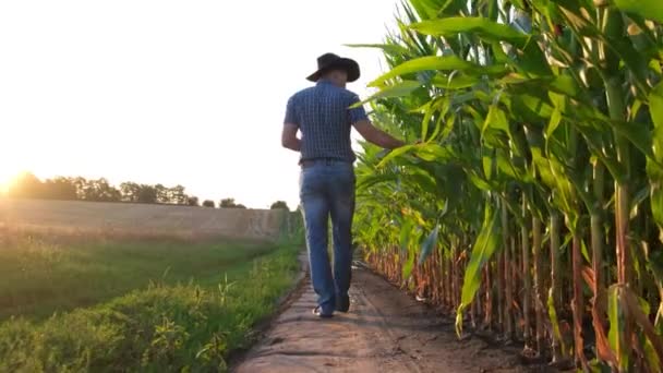 Mısır tarlası. Çiftçi hasat etmeden önce mısırın kalitesini ve olgunluğunu kontrol eder.. — Stok video
