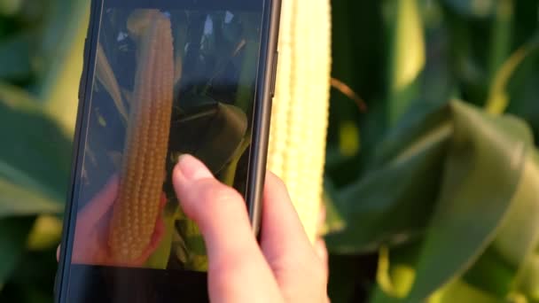 Farmer pracujący na polu kukurydzy, sprawdza zbiory ziarna kukurydzy. Rolnik w kapeluszu na polu kukurydzy — Wideo stockowe