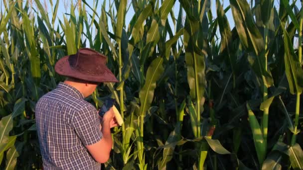 Кукурудзяна плантація. Фермер перевіряє якість і стиглість кукурудзи перед збиранням . — стокове відео