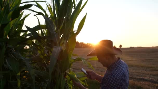 Plantación de maíz. El agricultor comprueba la calidad y la madurez del maíz antes de cosechar. — Vídeos de Stock