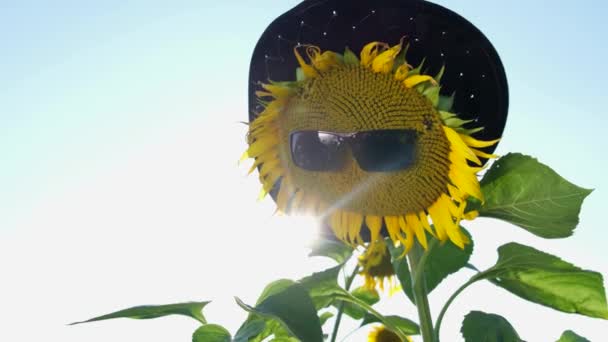 Piękny słonecznik. Żółte pole słonecznika. Wesoły słonecznik. Szczęście. charakter. — Wideo stockowe