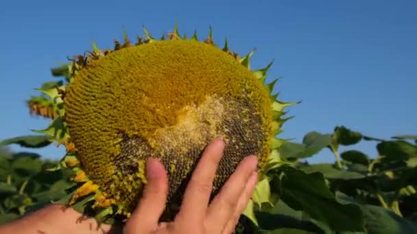 Een zonnebloemenveld dat uitdroogt van de dorst als gevolg van de wereldwijde klimaatverandering. — Stockvideo