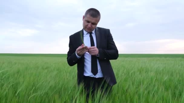 緑の畑の真ん中で農業経営者、彼は小麦の半分を見てビジネススーツにあります — ストック動画
