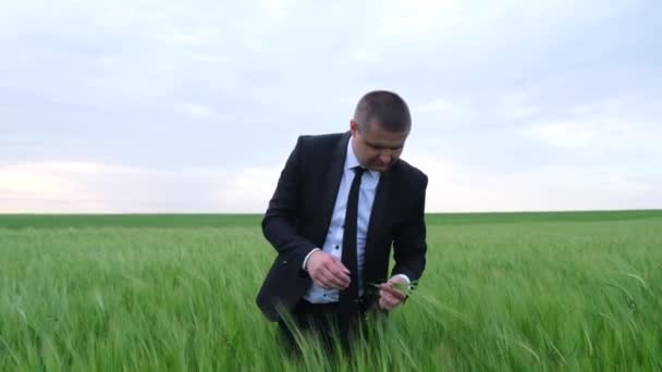 Un agrónomo macho se encuentra en medio del trigo joven y comprueba la calidad de la cosecha. — Vídeos de Stock