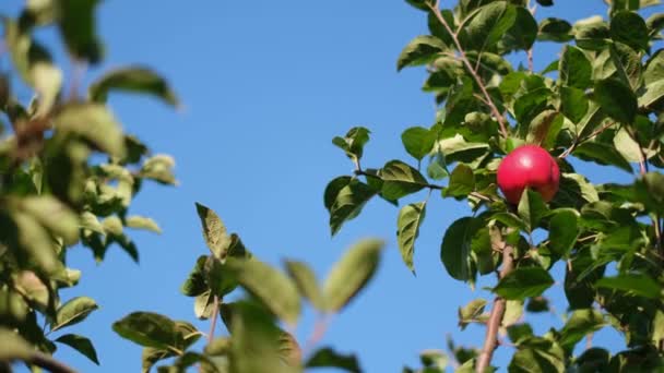 Árvore de maçã com maçã vermelha em um contexto do céu azul na luz solar. Maçã vermelha — Vídeo de Stock