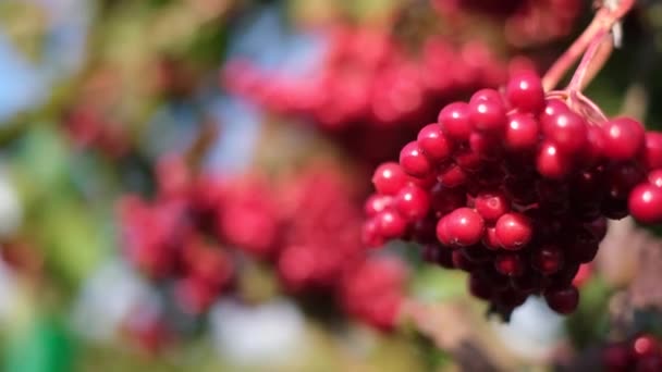 Bacche di viburno rosso su uno sfondo di luce solare morbida. Albero del Viburno. — Video Stock