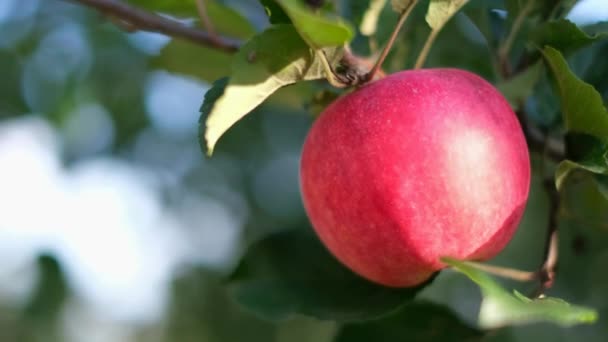 Manzano con manzana roja bellamente iluminado por la luz del sol. La manzana roja crece en una rama. — Vídeos de Stock