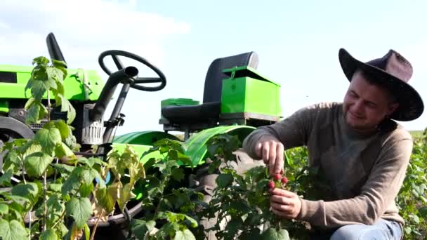 Granja de frambuesas. El agrónomo inspecciona la cosecha de bayas. — Vídeos de Stock