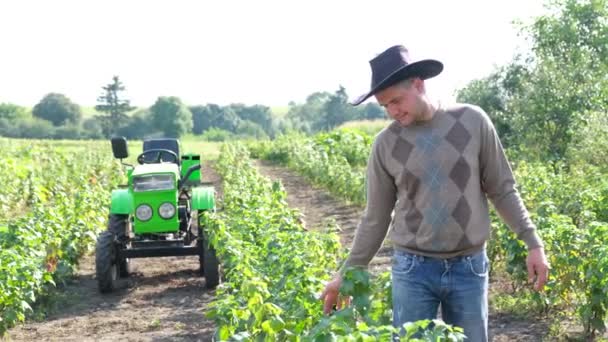 Farmář prohlíží plantáž z černého rybízu. Pěstování keřů s bobulemi. — Stock video