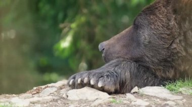 Büyük kahverengi ayı uyuyor, ayı kafası yakın. Vahşi hayvanlar.