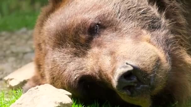 Großer Braunbär schlafend, Bärenkopf aus nächster Nähe. Wildtiere — Stockvideo