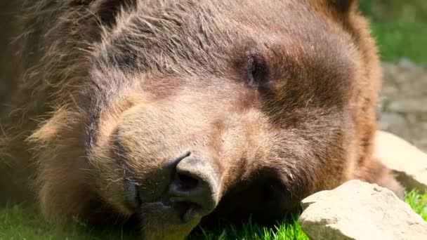 Μια μεγάλη καφέ αρκούδα κοιμάται, το κεφάλι της αρκούδας από κοντά. Άγρια ζώα στο ζωολογικό κήπο — Αρχείο Βίντεο