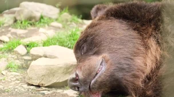 Μια άγρια καφέ αρκούδα κοιμάται στο έδαφος. Στο φυσικό περιβάλλον του δάσους. Νυσταγμένη γκρίζλι — Αρχείο Βίντεο