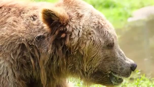 Close-up van een grote bruine beer in een natuurlijk groen bos. Plaats delict voor wilde dieren — Stockvideo