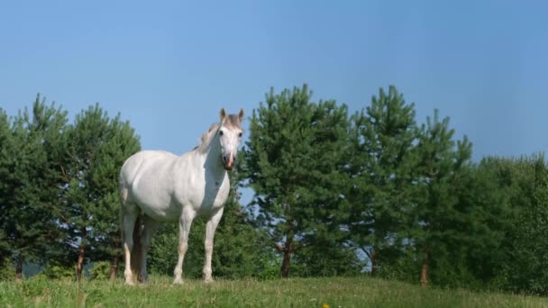 Un caballo blanco solitario pastando en campos verdes. Yeguas blancas reloj de pie — Vídeos de Stock