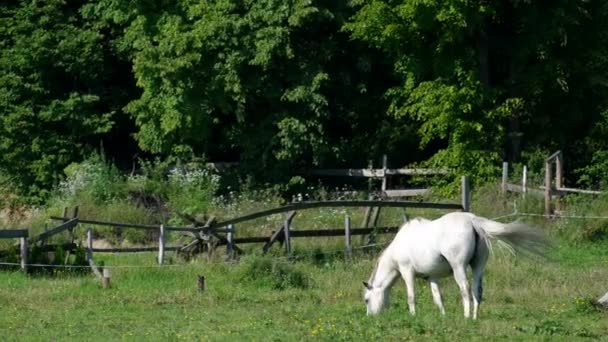 Biały koń na farmie w letni dzień, zielona łąka, błękitne niebo. Koń mustangowy. — Wideo stockowe