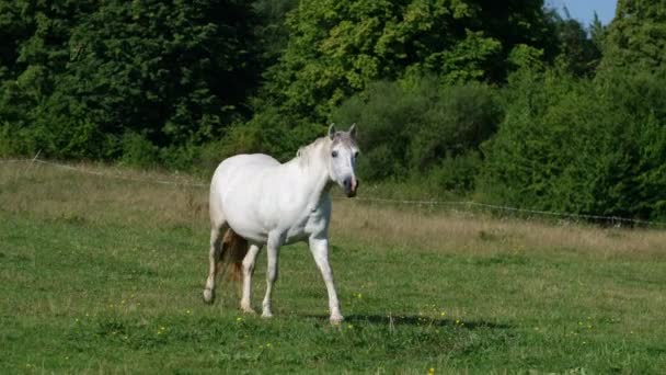 Beau cheval blanc sur une pelouse verte, journée d'été ensoleillée — Video