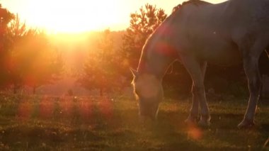 Camargue, Fransa, arka planda güzel beyaz bir at