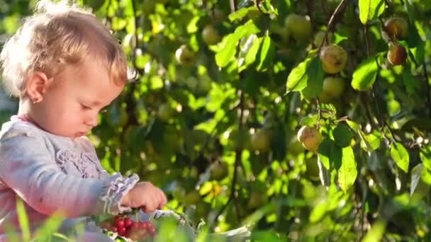 Ett barn leker med en röd viburnum, hon sitter på det gröna gräset i trädgården. — Stockvideo