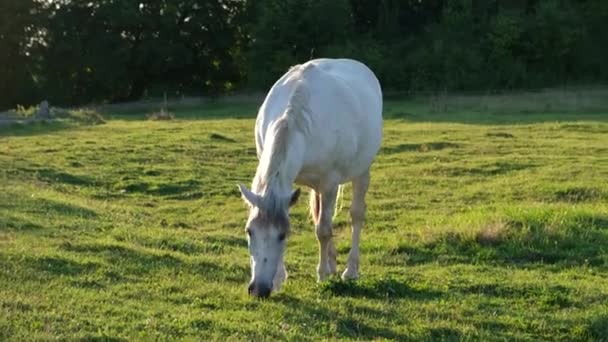 Schönes weißes Pferd auf grünem Rasen, sonniger Sommertag — Stockvideo