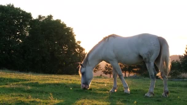 Lassú mozgás, gyönyörű fehér ló legeltetés egy zöld réten napsütéses időben. — Stock videók