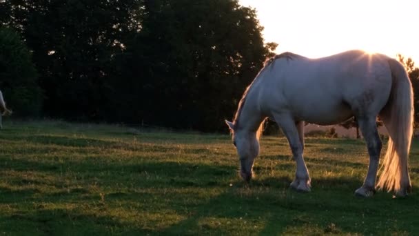 Beyaz at gün batımında çayırda yeşil ot yer. Mustang atı. — Stok video