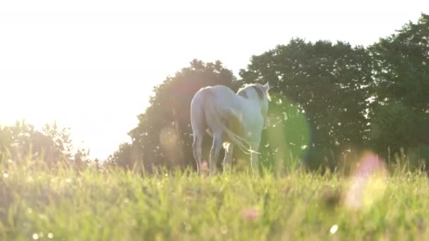 Schöne weiße Pferd geht auf einer grünen Wiese bei Sonnenuntergang. Schöner filmischer Rahmen — Stockvideo