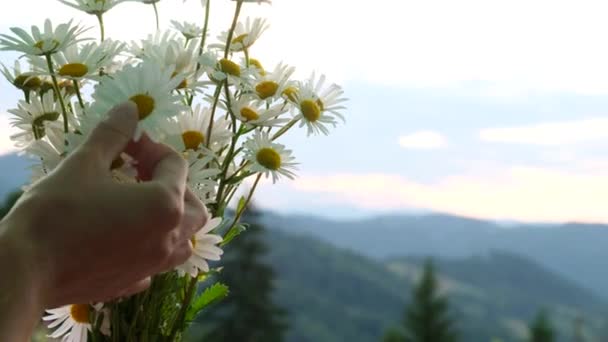 A menina está descansando em uma tenda nas montanhas, ela está segurando flores de camomila em suas mãos. — Vídeo de Stock