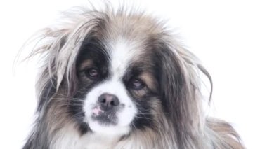 Hüzünlü pofuduk bir melezin portresi.