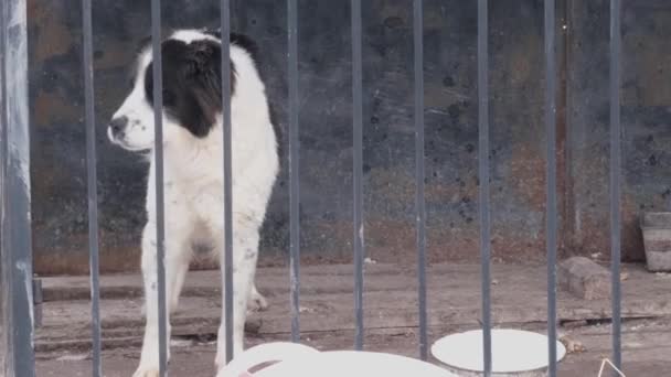 Alabai-Hund sitzt mit traurigem Blick hinter Gittern im Tierheim. — Stockvideo