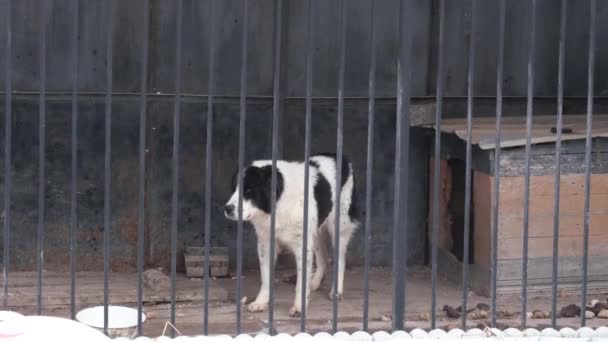 Alabai mit traurigem Blick in Tierheim für Obdachlose. — Stockvideo