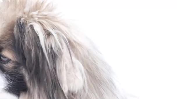 Kızgın küçük köpek havlıyor. Bir köpeğin portresi — Stok video