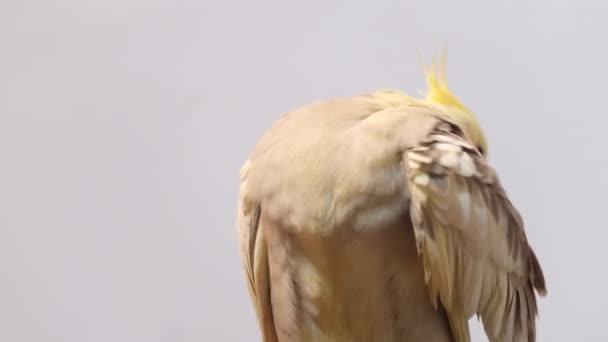 Corel papegoja rengör fjädrar som sitter på en gren, — Stockvideo
