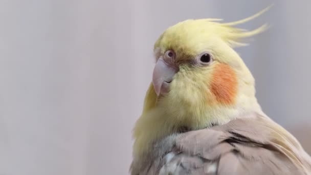 Beau perroquet jaune nettoie les plumes assises sur une branche — Video