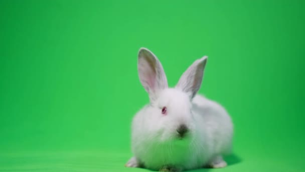 Cute white bunny looks into the camera, ready to become the key. Beautiful cute bunny — Video