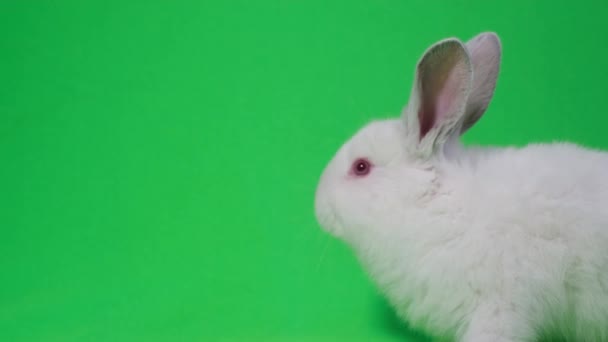 Biały królik na zielonym tle chromakey — Wideo stockowe