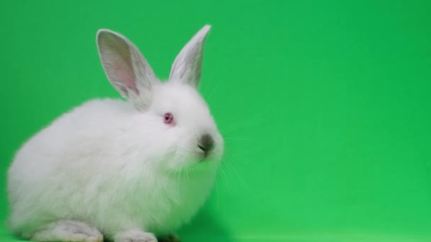 Hermoso conejo blanco en el estudio sobre un fondo verde. Lugar para la publicidad de texto — Vídeo de stock