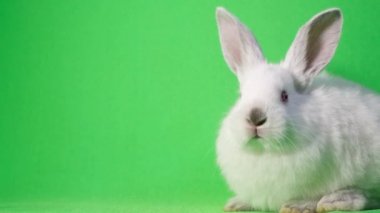 Güzel beyaz tavşan yeşil arka planda oturur ve burnunu koklar. Krom anahtar