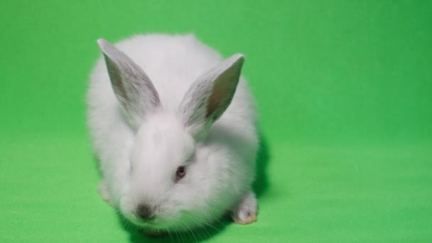 Conejo blanco sobre un cromakey de fondo verde — Vídeos de Stock