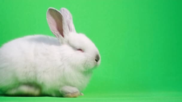 Beautiful white rabbit looks at the camera. Video recording on the background of chromakey — ストック動画