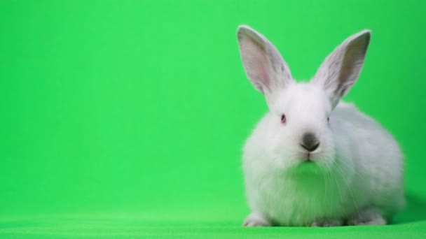 Stüdyoda yeşil arka planda beyaz tavşan var. Yumuşak evcil hayvan. Krom anahtar arkaplanı — Stok video