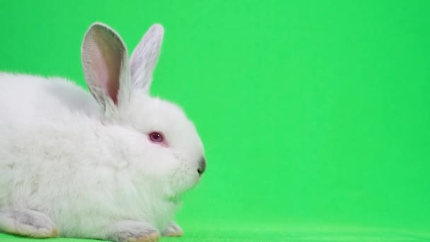 Bunny na zeleném pozadí ve studiu. Domácí bílý králík — Stock video