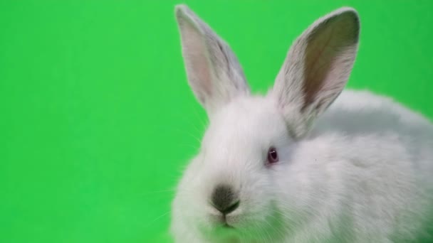 Conejo blanco sobre un cromakey de fondo verde — Vídeo de stock