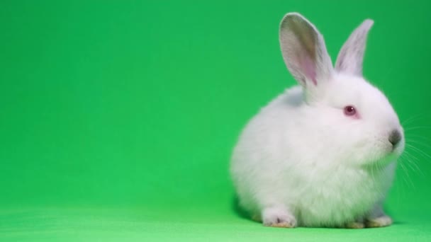 Little white rabbit on a background of chromakey. — Video